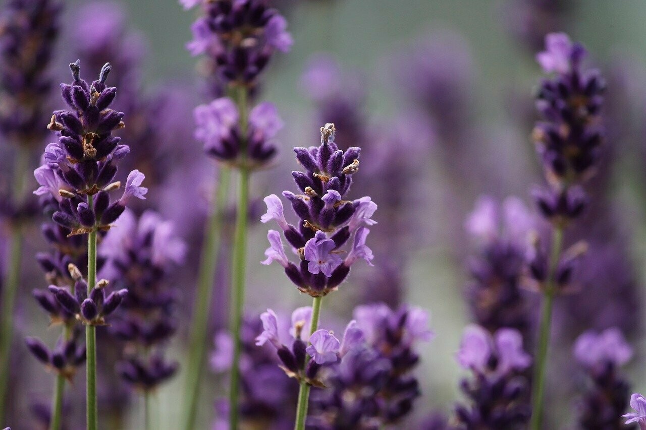 Lavendel (Lavendula officinalis)