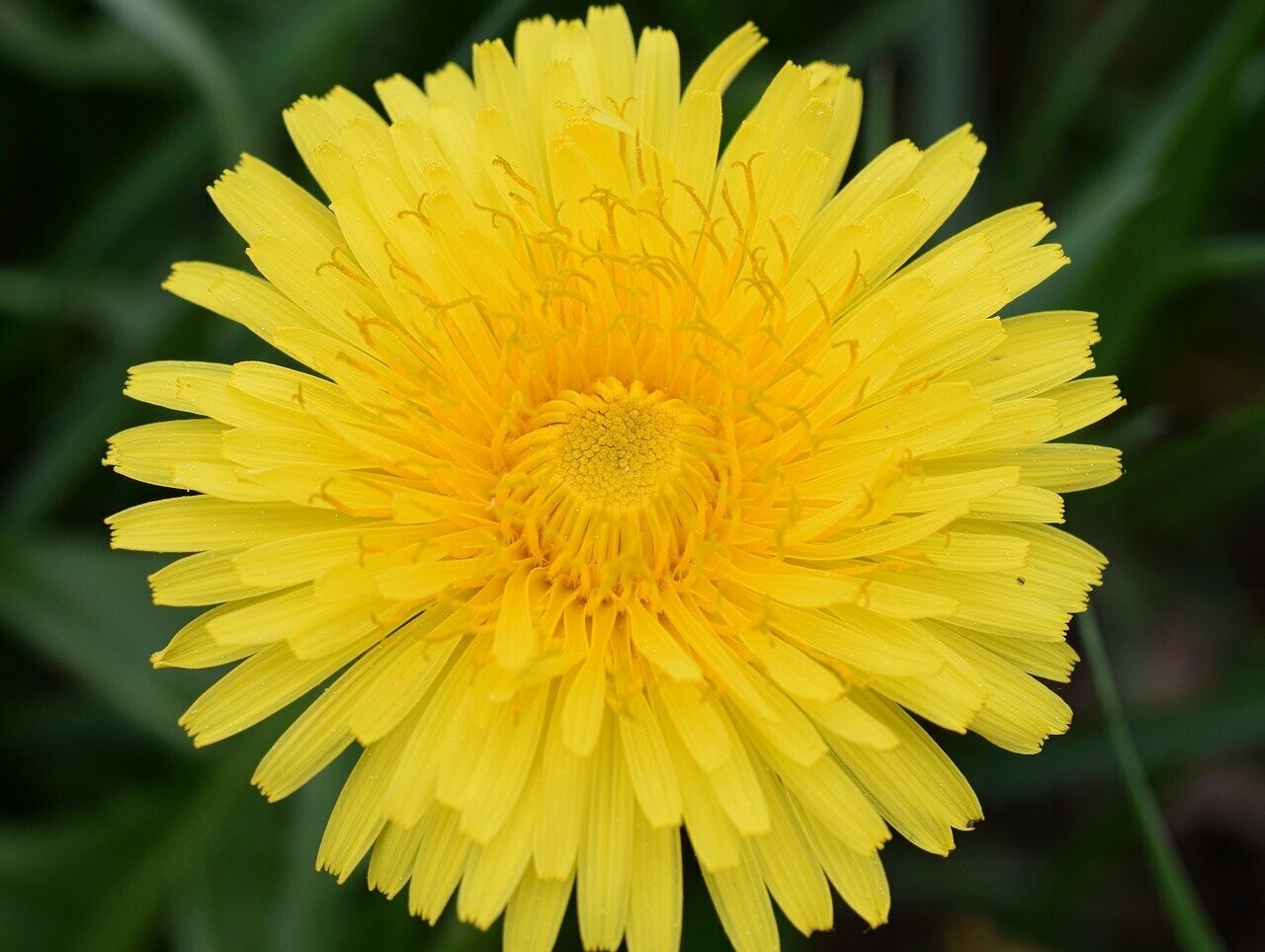 Löwenzahn (Taraxacum officinale/Korbblütengewächs)