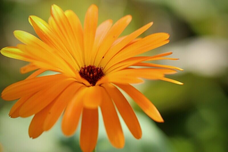 Ringelblume (Calendula)