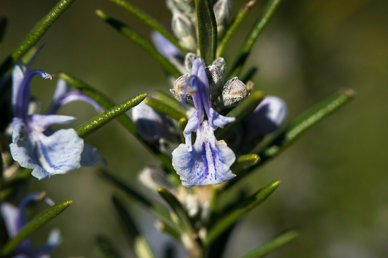 Rosmarin (Rosmarinus officinalis)