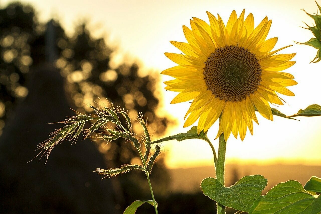 Sonnenblume (Helianthus annuus)
