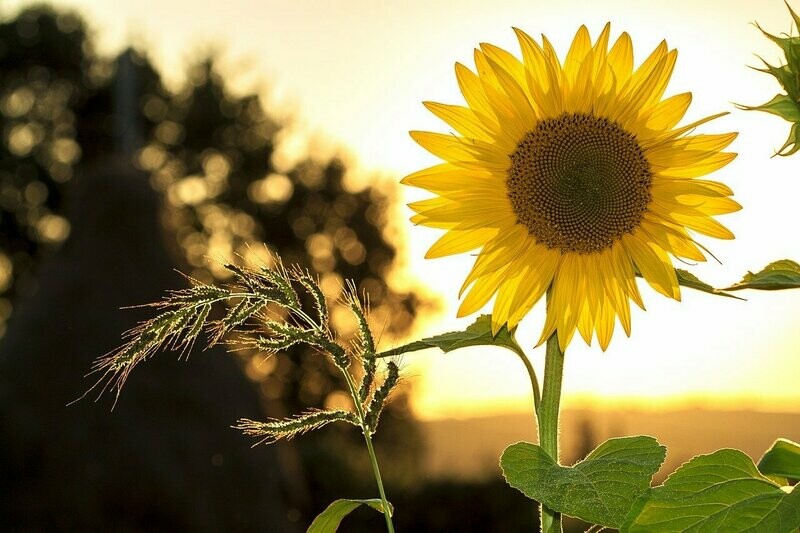 Sonnenblume (Helianthus annuus)