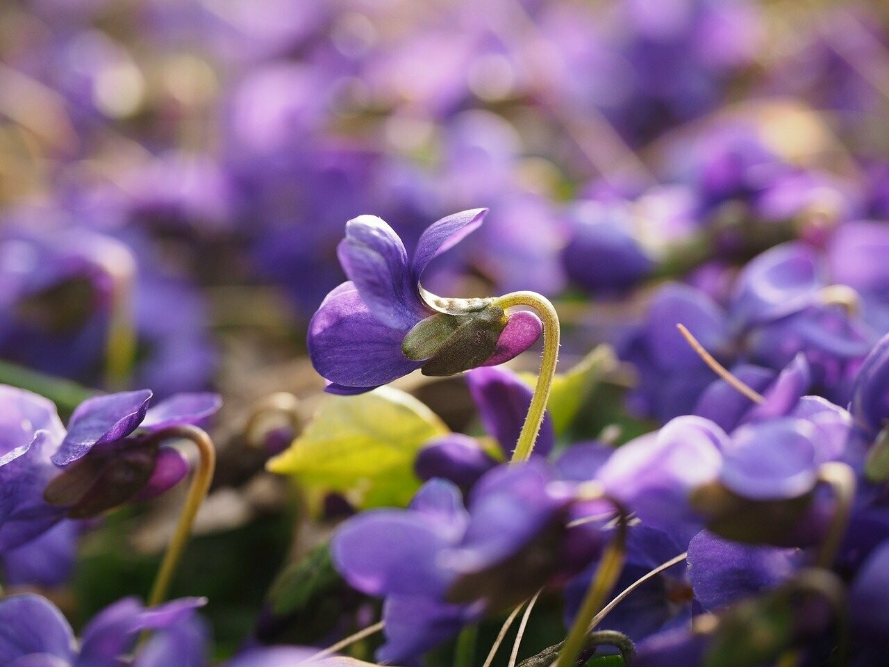 Veilchen (Viola hirta)