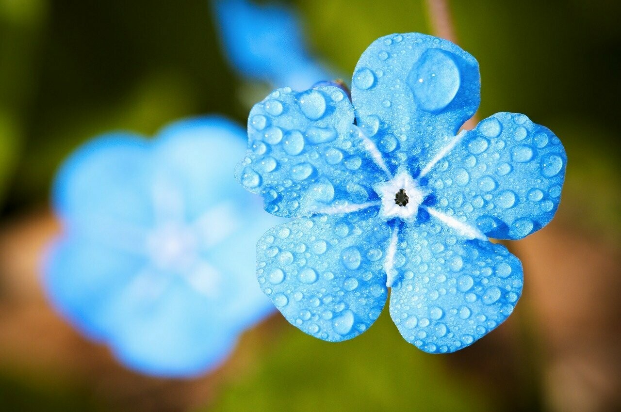 Vergissmeinnicht (Myosotis sylvatica)
