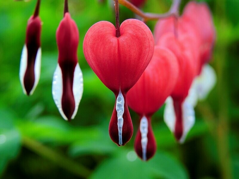 Tränendes Herz (Dicentra spectabilis)