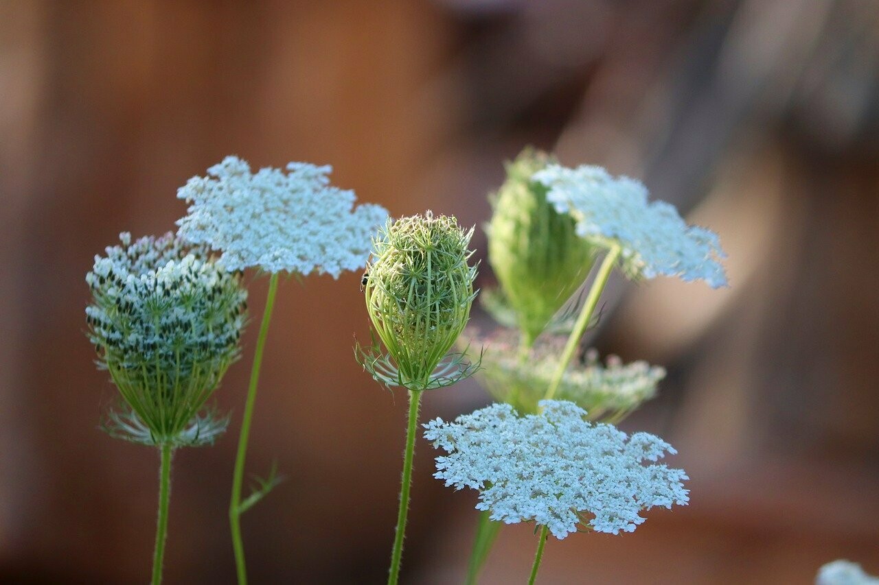 Wilde Möhre (Daucus carota)
PHi Essences