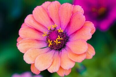 Zinnia (Zinnia elegans) Zinnia (Zinnia elegans)