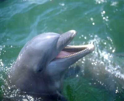 Delfin-Anhänger