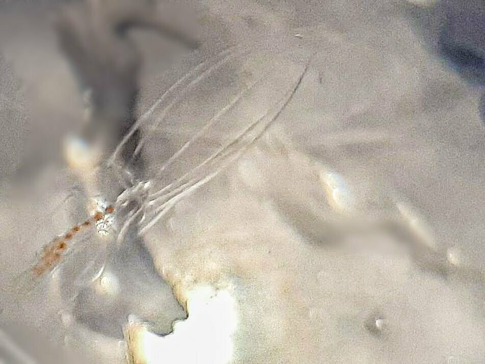 Ocean Essences Nr. 8
