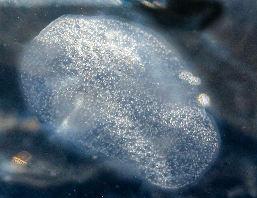 Ocean Essences Nr. 3