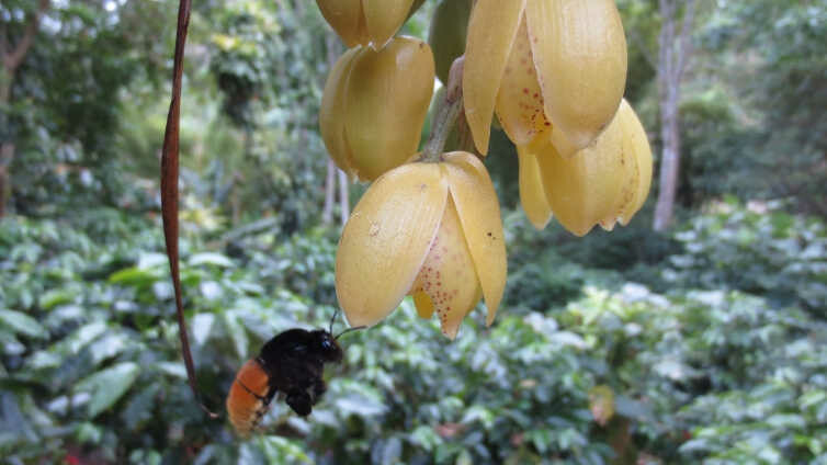 Aggression Orchid