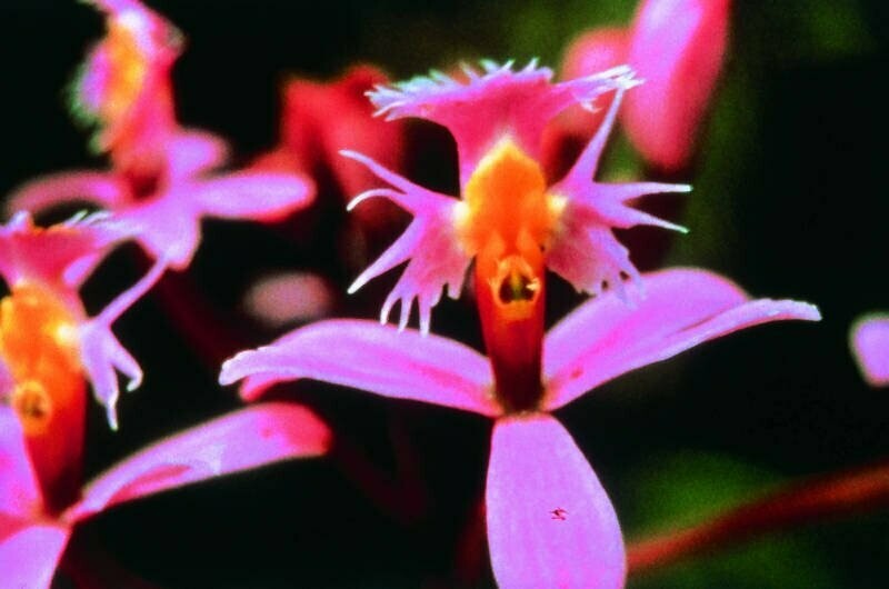 Angel Orchid