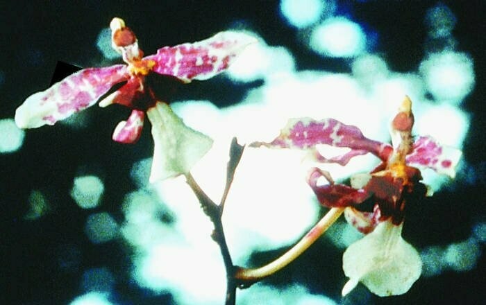 Channeling Orchid