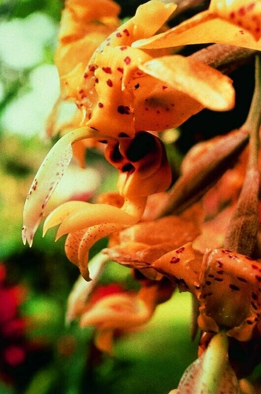 Chocolat Orchid