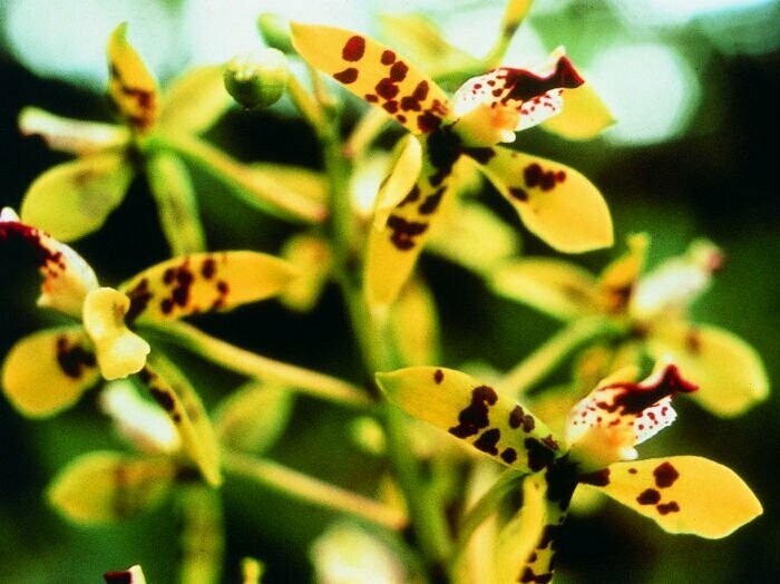 Deva Orchideen Essenz