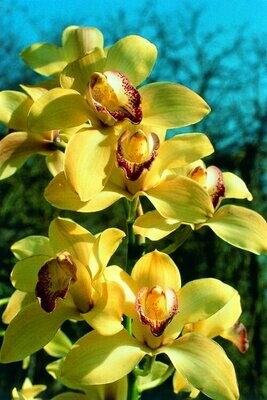 Coordination Orchideen Essenz Coordination Orchideen Essenz