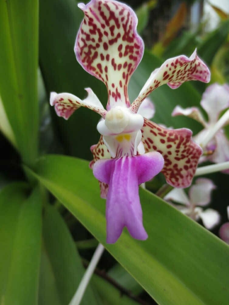 Fun Orchideen Essenz