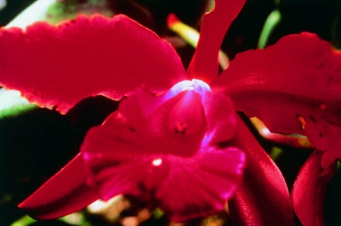Heart Orchideen Essenz