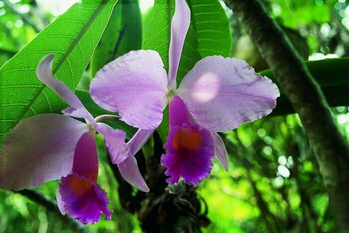 Inspiration Orchideen Essenz