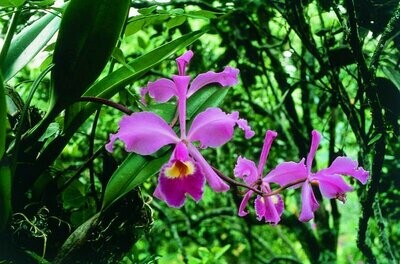 Füllhorn-Cattleya Orchideen-Essenz