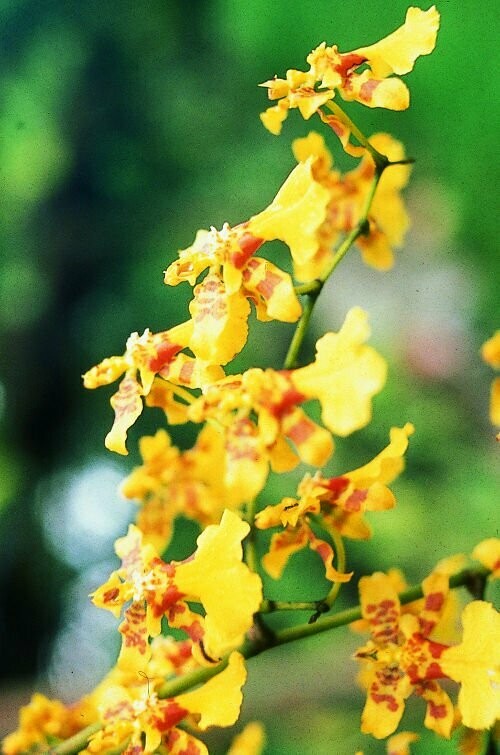 Love Orchideen Essenz