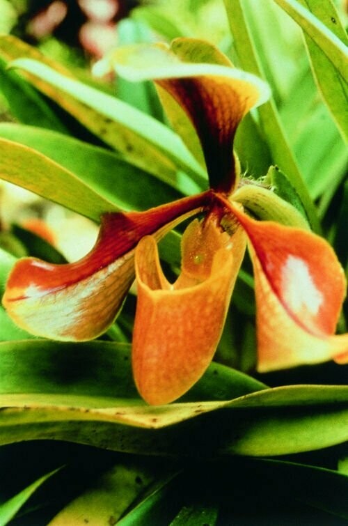Psyche Orchideen-Essenz