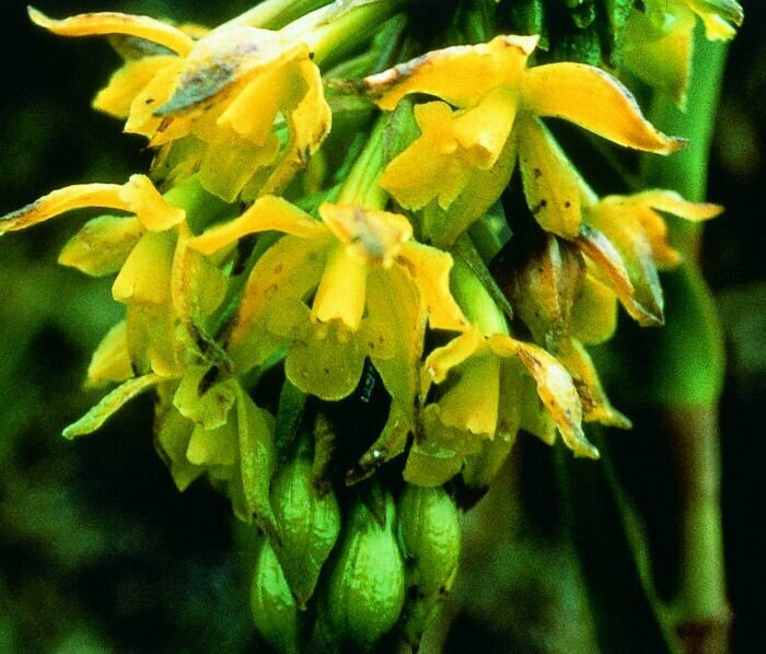 Sun Orchideen-Essenz