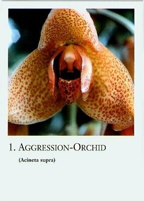 Amazonas-Orchideenkarten 20 Stück