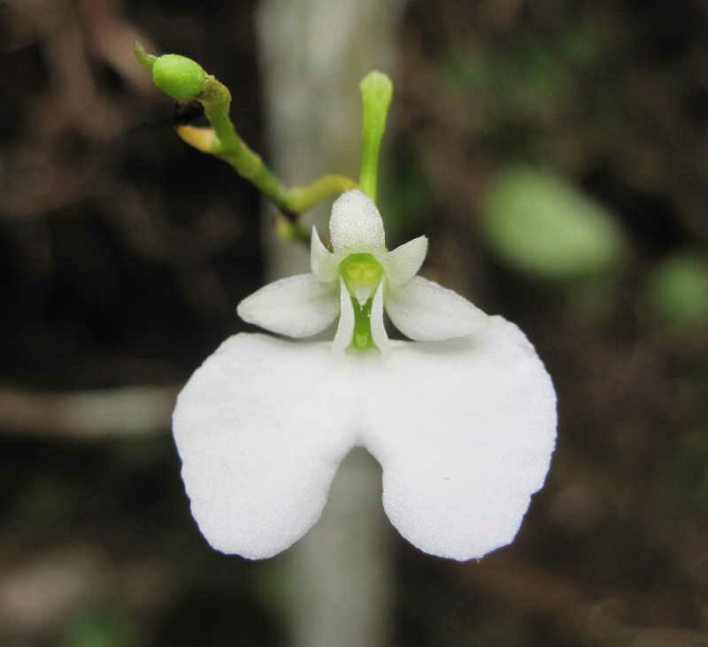 Phantom Orchideen-Essenz