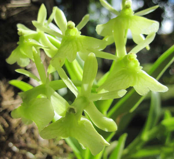Green Orchid Essenz