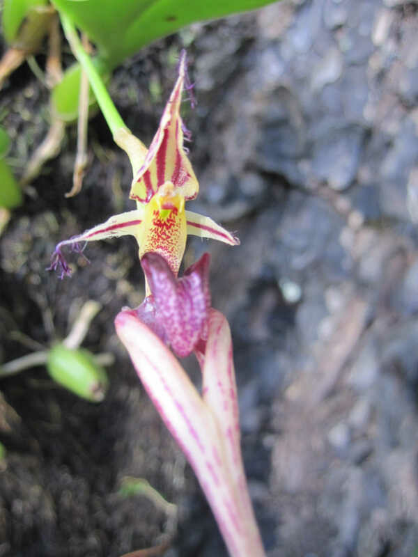 Power Orchid