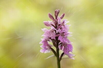 Europäische Orchideen Essenzen