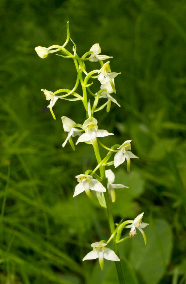 Grünliche Waldhyazinthe