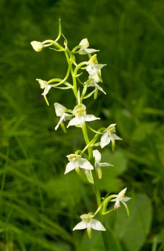 Grünliche Waldhyazinthe