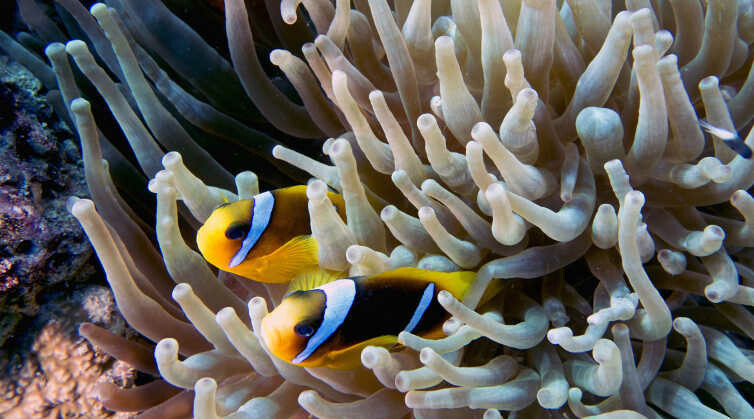 Seeanemone Essenz