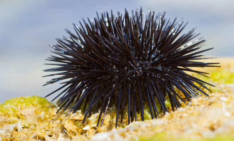 Seeigel-Essenz