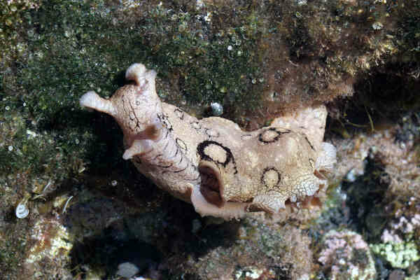Seeschnecke-Essenz