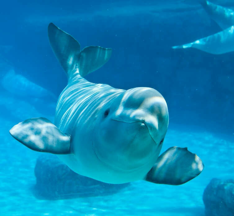 Beluga-Essenz