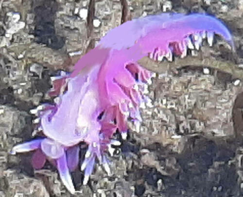 Violette Fadenschnecke-Essenz