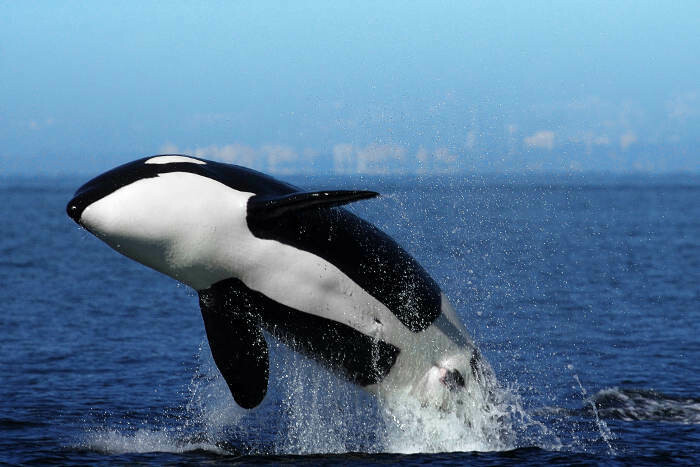 Orca Essenz
