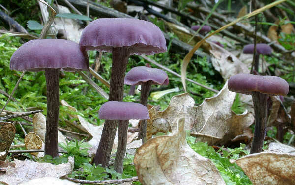 Amethystblauer Lacktrichterling