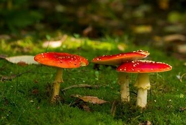 Fliegenpilz