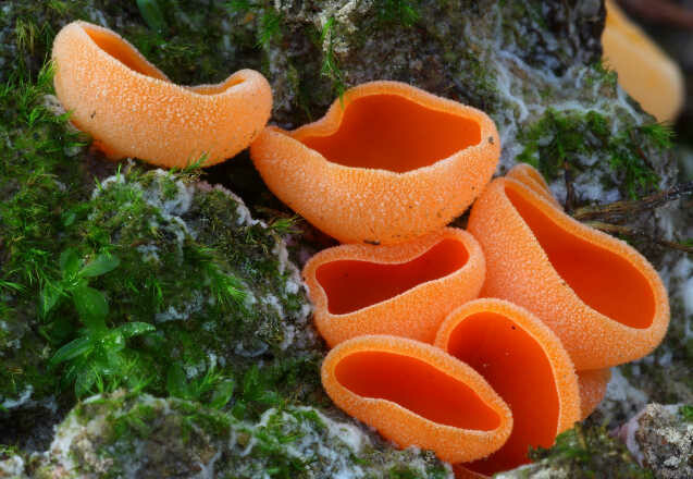 Orangebecherling