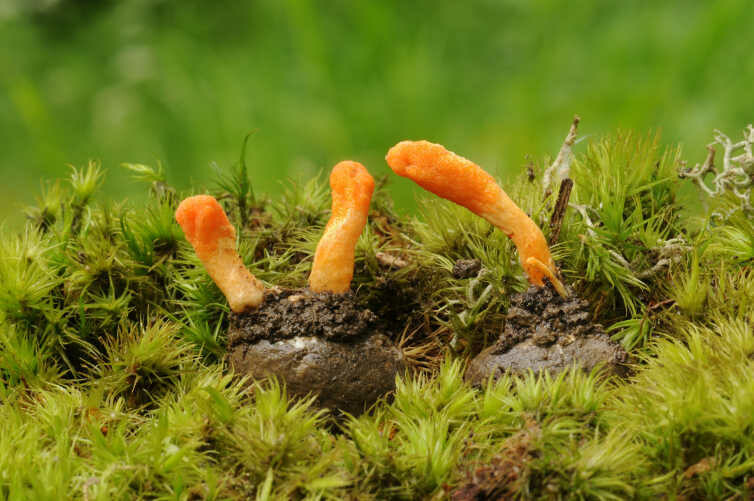 Amazonas Pilz Nr. 1 Kernkeulen