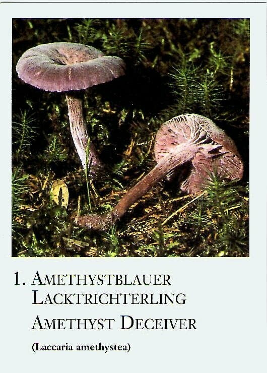 Pilzkarten 20 Stück