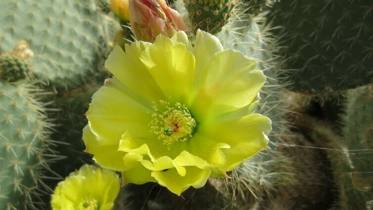 Joyful Opuntia