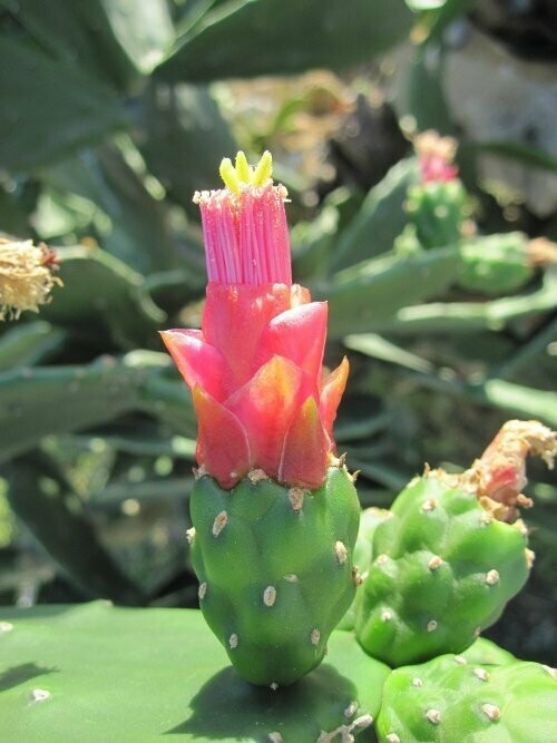 Grounding Opuntia Feigenkaktus