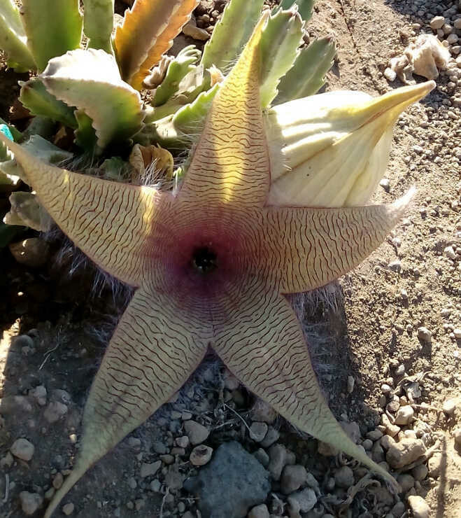 Earth Star Kaktus