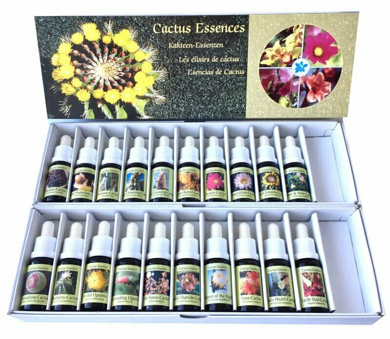 Komplettes Kakteen-Set 20 Stück