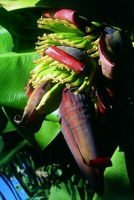 Bananen-Blütenessenz Bananen-Blütenessenz